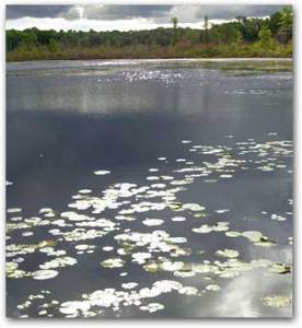 Burton Wetlands -  Geauga County