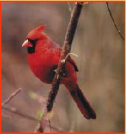 Ohio State Bird: Cardinal