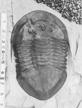 Trilobite - Ohio State Fossil